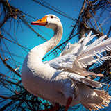 Mother Goose (Hills)