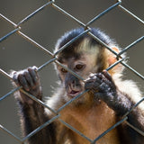 All Of The Monkeys