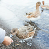 Feeding The Ducks