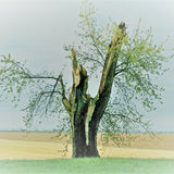 Jessie's Tree