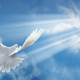 One Day I'll Fly Away