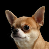 Supersnout